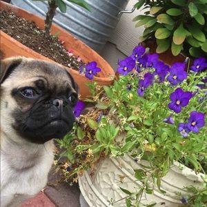 Meet your Posher, Allison